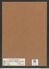 Coscinodiscus weyprechtii Grun. (de-Toni-Nr.: Genus 202, Species 5039) Zeichnungen Sammlung Grunow Mappe 04843 (Herbarium_W_Grunow_drawings_Folder_04843)